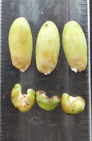  Calyx (Lower row) and Corolla(Upper row) of Male flower